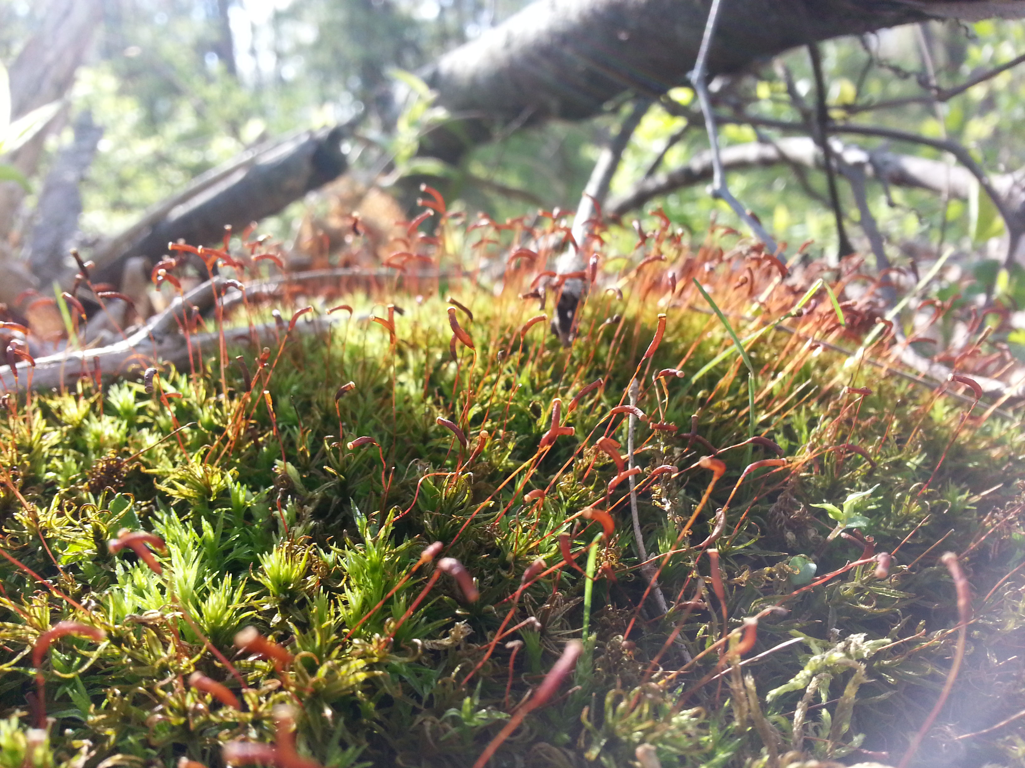 Moss sporangia on a log.
