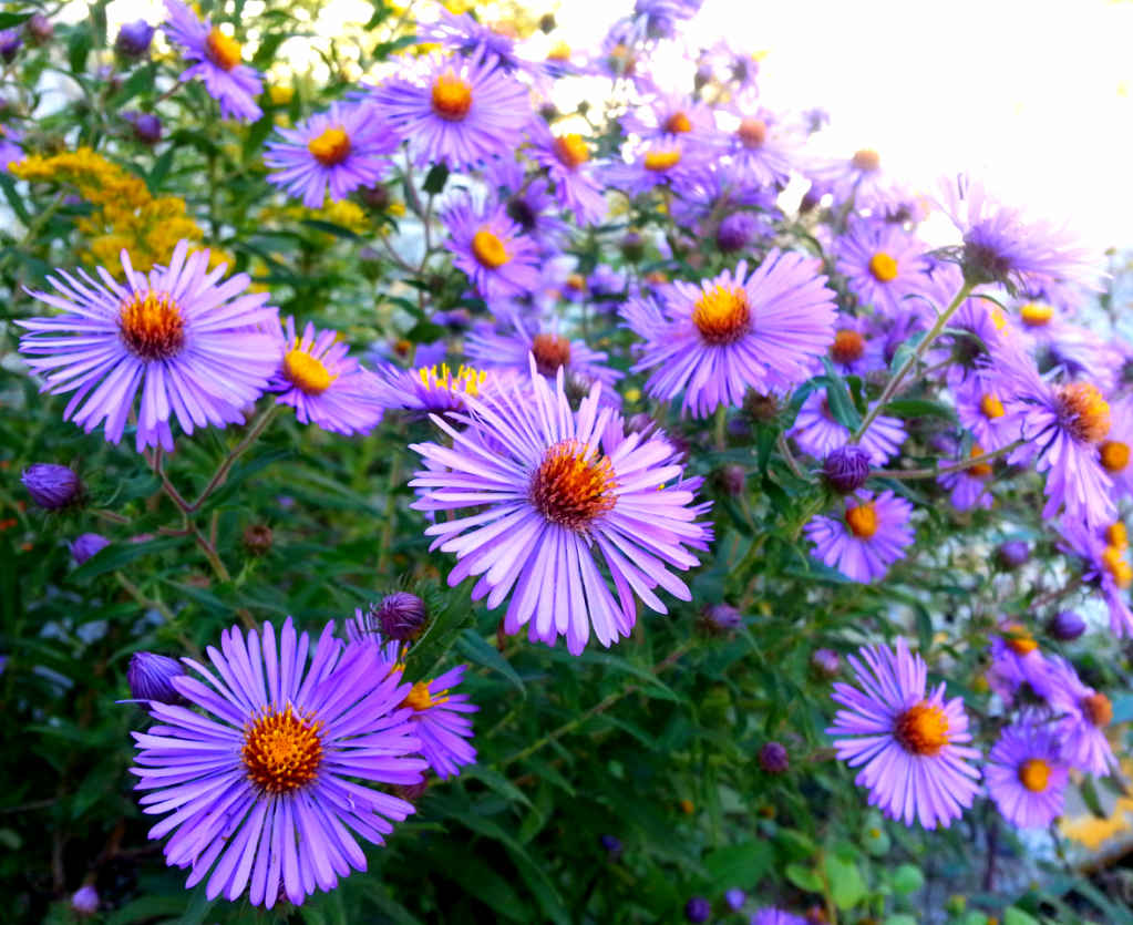 Image of a purple Asteraceae