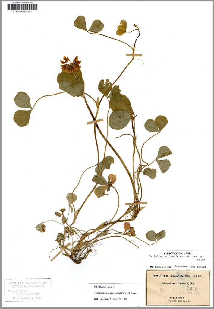  This herbarium specimen of “running buffalo clover” (Trifolium stoloniferum) was collected in 1886 by Cincinnati entrepreneur and renowned collector, Curtis Gates Lloyd (of the Lloyd Brothers, Pharmacists, Inc.).  This species was once abundant in the Cincinnati area, but is now very rarely encountered locally, and is a Federally Endangered Species.  The herbarium collection is a window into past plant distributions, and can shed light on how local environments have been changed by human activity over time. 