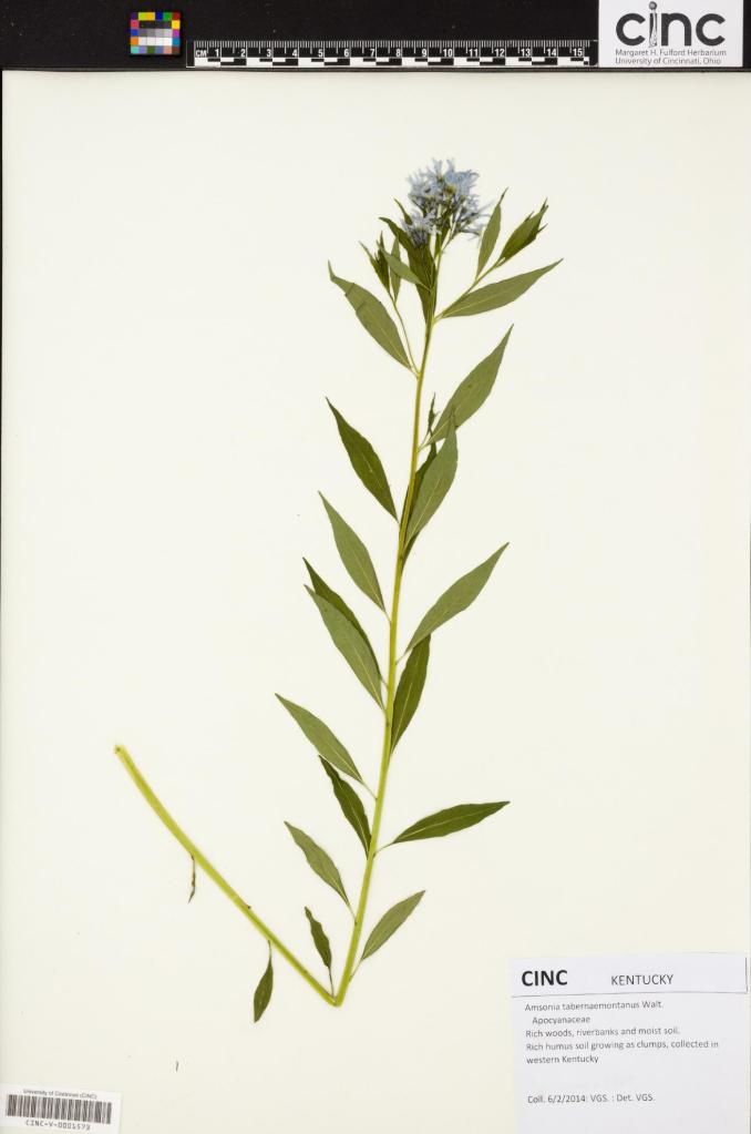  Image of a herbarium specimen collected by V.G. Soukup