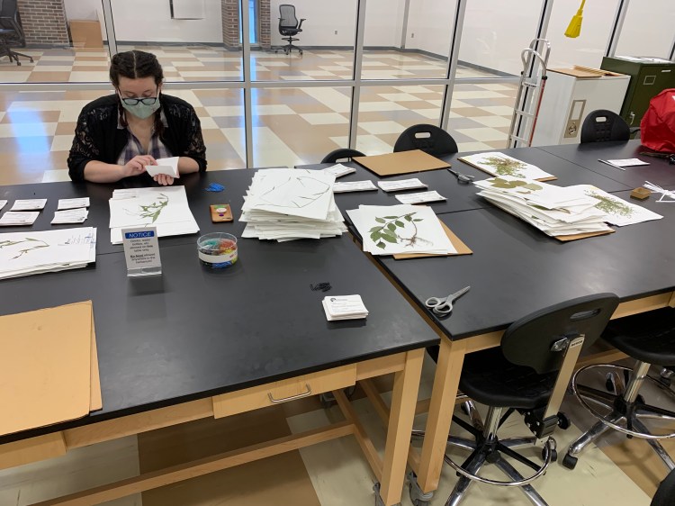 Student worker, Katie Daniel, attaching labels to specimens collected at Spring Grove Cemetery and Arboretum
